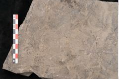 Foto (Objekt + Etikett) von Caulinites otagoicus Ettingshausen (NHMW-GEO-2024-0188-10163a)